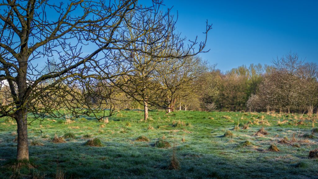Wiese am TQ, Bodenfrost