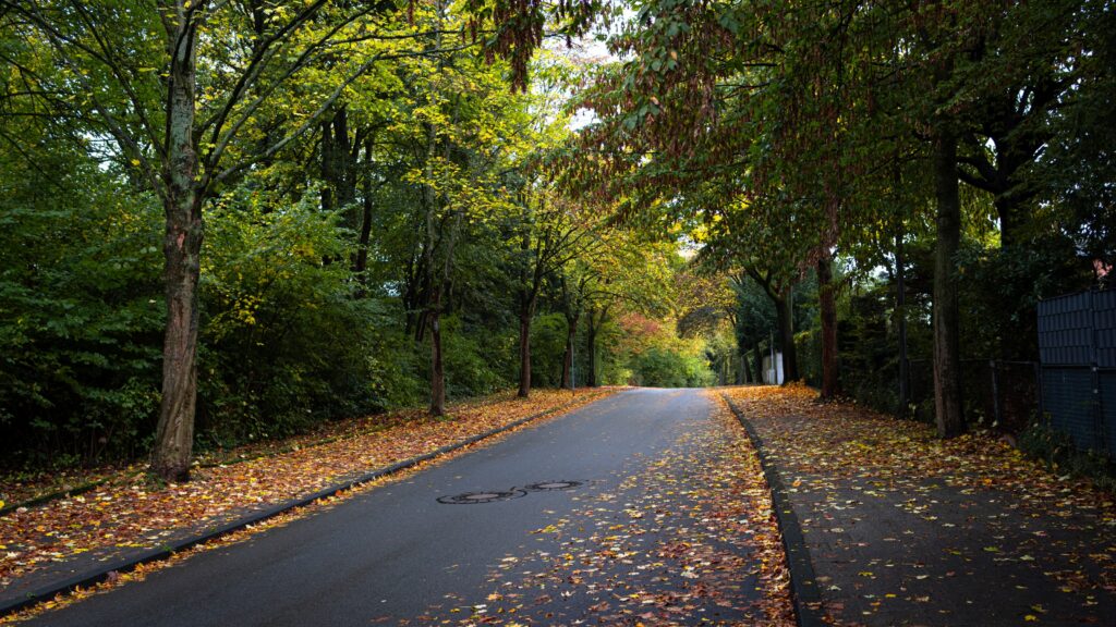 Schattbachstraße im Herbst, Ahornbäume